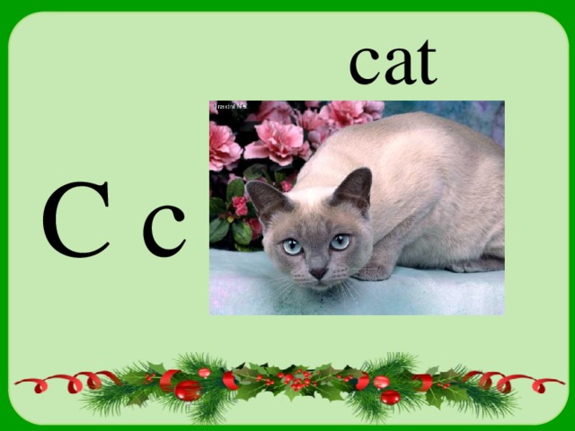 cat C c