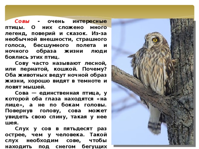 Совы - очень интересные птицы. О них сложено много легенд, поверий и сказок. Из-за необычной внешности, страшного голоса, бесшумного полета и ночного образа жизни люди боялись этих птиц.  Сову часто называют лесной, или пернатой, кошкой. Почему? Оба животных ведут ночной образ жизни, хорошо видят в темноте и ловят мышей.  Сова — единственная птица, у которой оба глаза находятся «на лице», а не по бокам головы. Повернув голову, сова может увидеть свою спину, такая у нее шея.  Слух у сов в пятьдесят раз острее, чем у человека. Такой слух необходим сове, чтобы находить под снегом бегущих мышей. Ученые подсчитали, что одна сова уничтожает за год в среднем 1000-1200 мышей. Это значит, она спасает около тонны хлеба, то есть столько, сколько за год съедает примерно 10-11 человек.