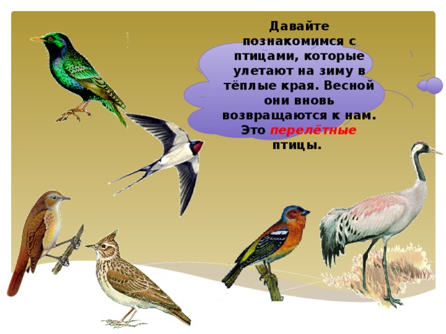 Давайте познакомимся с птицами, которые улетают на зиму в тёплые края. Весной они вновь возвращаются к нам. Это перелётные птицы.