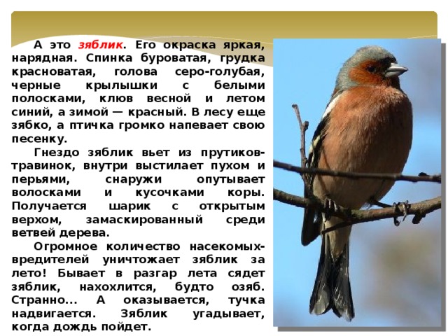 А это зяблик . Его окраска яркая, нарядная. Спинка буроватая, грудка красноватая, голова серо-голубая, черные крылышки с белыми полосками, клюв весной и летом синий, а зимой — красный. В лесу еще зябко, а птичка громко напевает свою песенку.  Гнездо зяблик вьет из прутиков-травинок, внутри выстилает пухом и перьями, снаружи опутывает волосками и кусочками коры. Получается шарик с открытым верхом, замаскированный среди ветвей дерева.  Огромное количество насекомых-вредителей уничтожает зяблик за лето! Бывает в разгар лета сядет зяблик, нахохлится, будто озяб. Странно... А оказывается, тучка надвигается. Зяблик угадывает, когда дождь пойдет.  А вот почему птицу назвали зябликом — непонятно. Может потому, что прилетает он одним из первых, когда на улице еще слякоть и нередки морозы. Может быть, потому и дали этой птичке имя зяблик, что прилетает она в зябкое время.