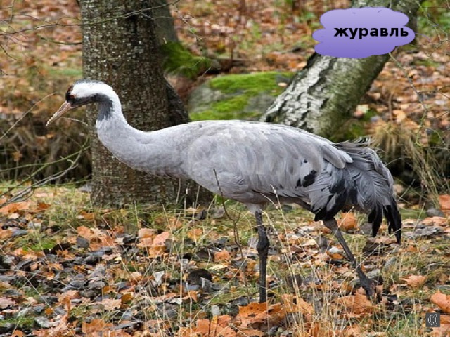 журавль