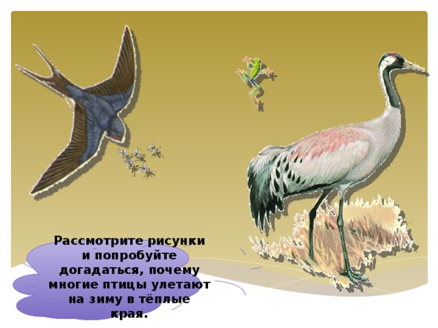 Рассмотрите рисунки и попробуйте догадаться, почему многие птицы улетают на зиму в тёплые края.