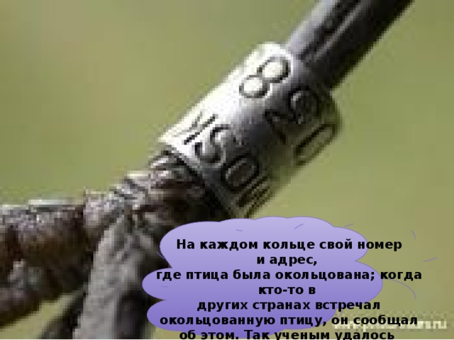 На каждом кольце свой номер и адрес, где птица была окольцована; когда кто-то в  других странах встречал окольцованную птицу, он сообщал об этом. Так ученым удалось узнать, где зимуют птицы.