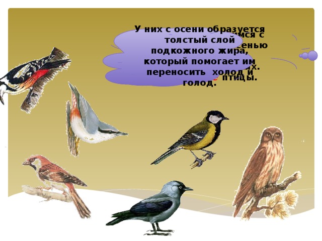 Давайте познакомимся с птицами, которые осенью никуда не улетают, зимуют в наших краях. Это зимующие птицы. У них с осени образуется толстый слой подкожного жира, который помогает им переносить холод и голод.