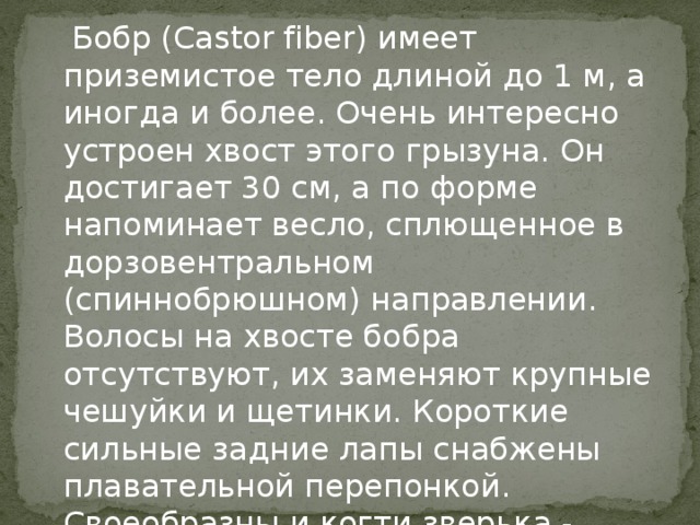 Бобр (Castor fiber) имеет приземистое тело длиной до 1 м, а иногда и более. Очень интересно устроен хвост этого грызуна. Он достигает 30 см, а по форме напоминает весло, сплющенное в дорзовентральном (спиннобрюшном) направлении. Волосы на хвосте бобра отсутствуют, их заменяют крупные чешуйки и щетинки. Короткие сильные задние лапы снабжены плавательной перепонкой. Своеобразны и когти зверька - очень крупные, уплощенные и искривленные.