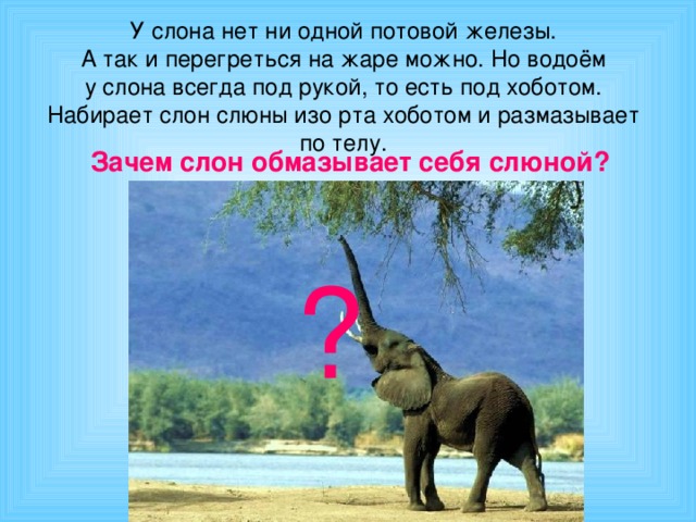 У слона нет ни одной потовой железы.  А так и перегреться на жаре можно. Но водоём  у слона всегда под рукой, то есть под хоботом. Набирает слон слюны изо рта хоботом и размазывает по телу. Зачем слон обмазывает себя слюной? ?