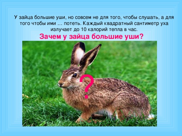 У зайца большие уши, но совсем не для того, чтобы слушать, а для того чтобы ими … потеть. Каждый квадратный сантиметр уха излучает до 10 калорий тепла в час. Зачем у зайца большие уши? ?
