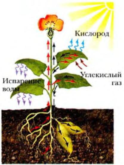 Питание рисунок биология