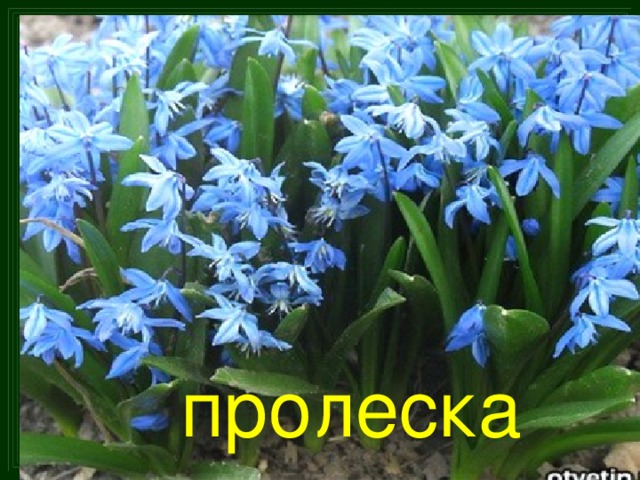 пролеска