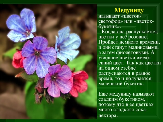 Медуницу  называют «цветок-светофор» или «цветок-букетик». - Когда она распускается, цветки у неё розовые. Пройдет немного времени, и они станут малиновыми, а затем фиолетовыми. А увядшие цветки имеют синий цвет. Так как цветки на одном стебле распускаются в разное время, то и получается маленький букетик. Еще медуницу называют сладким букетиком, потому что в ее цветках много сладкого сока-нектара .