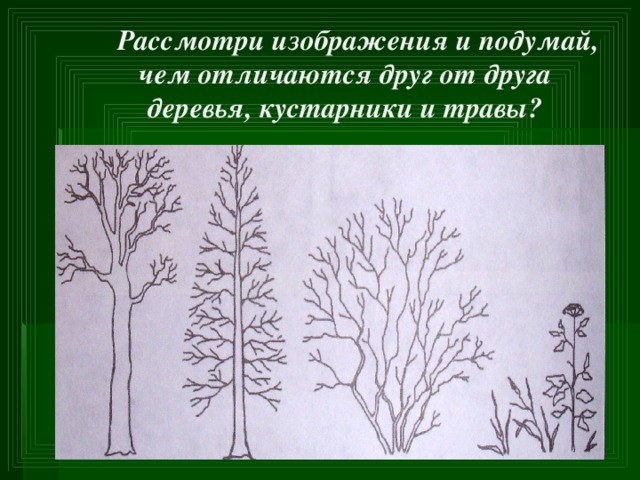 Рассмотри изображения и подумай, чем отличаются друг от друга деревья, кустарники и травы?