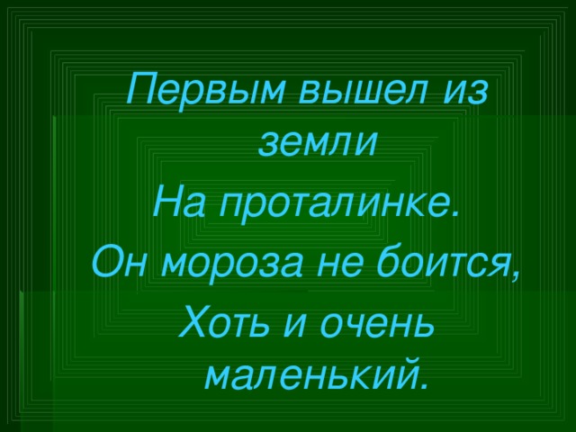 Первым вышел из земли На проталинке. Он мороза не боится, Хоть и очень маленький.