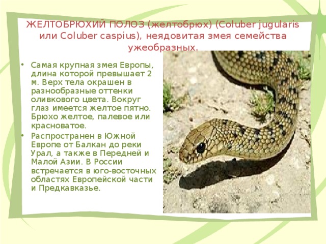 ЖЕЛТОБРЮХИЙ ПОЛОЗ (желтобрюх) (Coluber jugularis или Coluber caspius), неядовитая змея семейства ужеобразных.