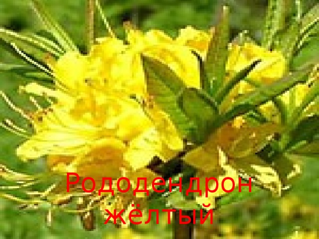 Рододендрон жёлтый