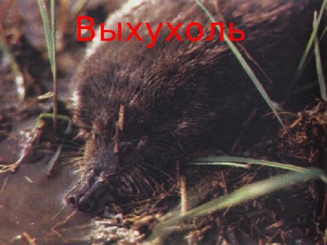 Выхухоль