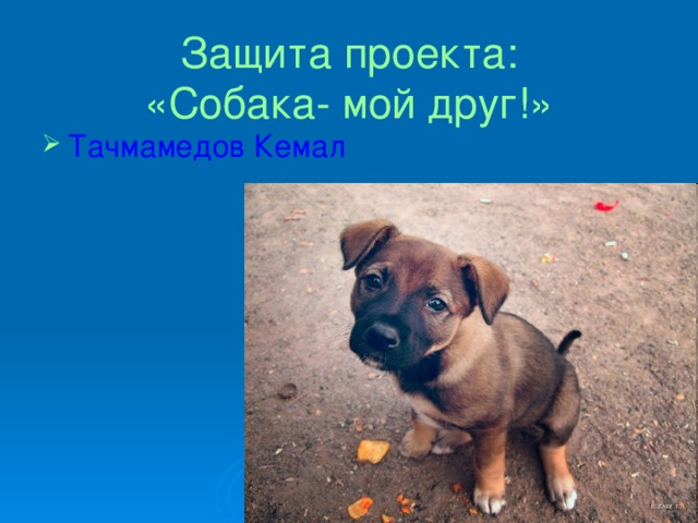 Защита проекта:  «Собака- мой друг!»