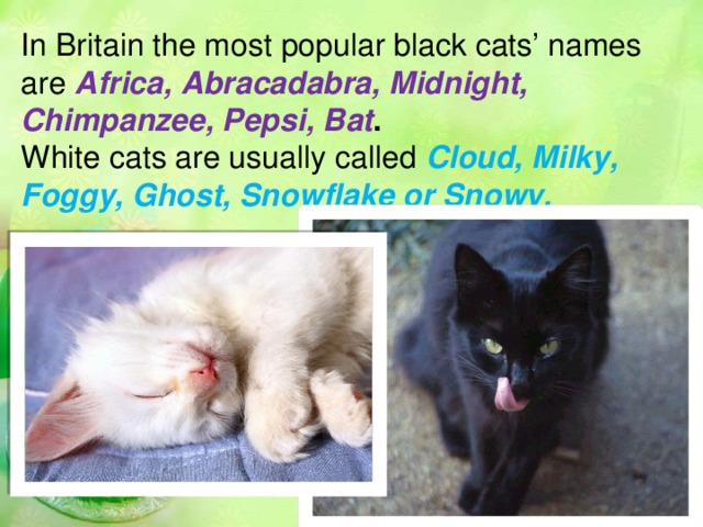 In Britain the most popular black cats’ names are Africa, Abracadabra, Midnight, Chimpanzee, Pepsi, Bat .  White cats are usually called Cloud, Milky, Foggy, Ghost, Snowflake or Snowy.