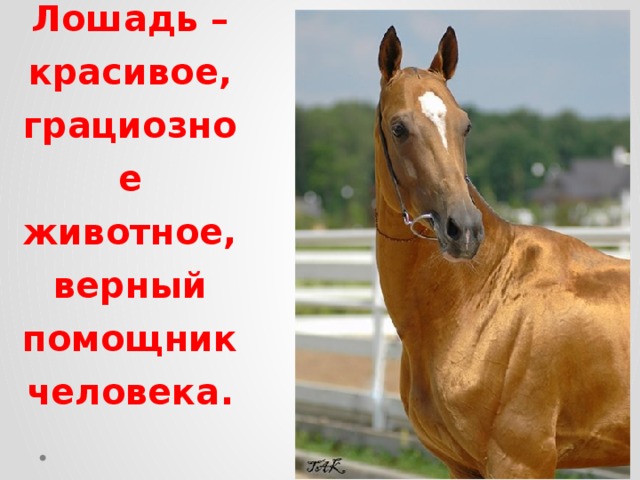 Лошадь – красивое, грациозное животное, верный помощник человека.