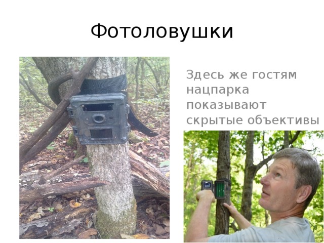 Фотоловушки Здесь же гостям нацпарка показывают скрытые объективы камер и рассказывают о принципе их работы.  