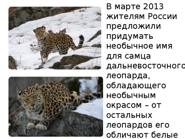 В марте 2013 жителям России предложили придумать необычное имя для самца дальневосточного леопарда, обладающего необычным окрасом – от остальных леопардов его обличают белые «носочки» на передних лапах.