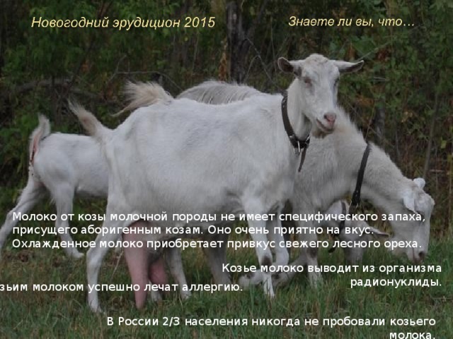 Молоко от козы молочной породы не имеет специфического запаха, присущего аборигенным козам. Оно очень приятно на вкус. Охлажденное молоко приобретает привкус свежего лесного ореха. Козье молоко выводит из организма радионуклиды. Козьим молоком успешно лечат аллергию. В России 2/3 населения никогда не пробовали козьего молока.