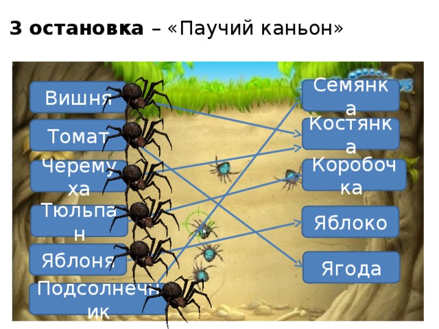 3 остановка – «Паучий каньон» Семянка Вишня Костянка Томат Коробочка Черемуха Тюльпан Яблоко Яблоня Ягода Подсолнечник