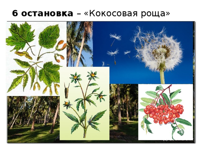 6 остановка – «Кокосовая роща»