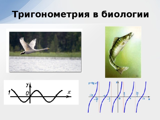 Тригонометрия в биологии