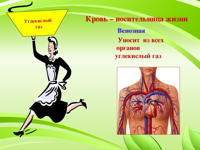 Углекислый  газ  Кровь – носительница жизни Венозная  Уносит из всех органов  углекислый газ