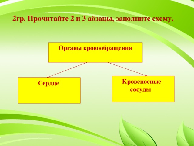 2гр. Прочитайте 2 и 3 абзацы, заполните схему.   Органы кровообращения  Кровеносные  сосуды  Сердце