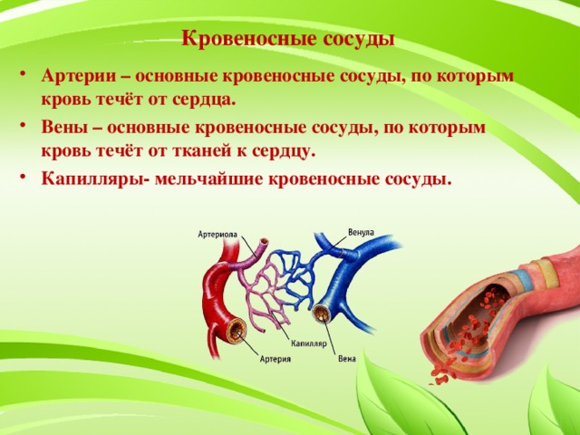 Кровеносные сосуды