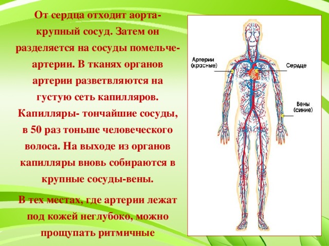 От сердца отходит аорта- крупный сосуд. Затем он разделяется на сосуды помельче- артерии. В тканях органов артерии разветвляются на густую сеть капилляров. Капилляры- тончайшие сосуды, в 50 раз тоньше человеческого волоса. На выходе из органов капилляры вновь собираются в крупные сосуды-вены. В тех местах, где артерии лежат под кожей неглубоко, можно прощупать ритмичные расширения их стенок — пульс.