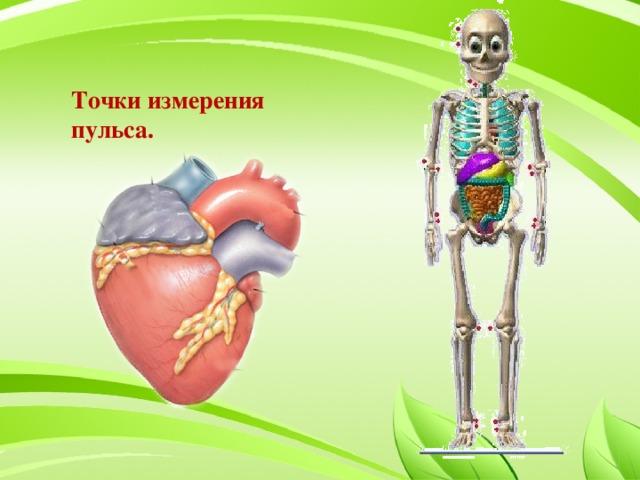 Точки измерения  пульса.