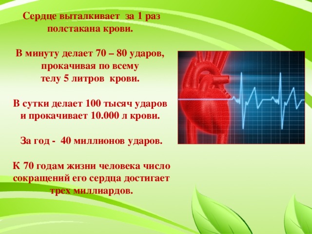 Сердце выталкивает за 1 раз полстакана крови.   В минуту делает 70 – 80 ударов, прокачивая по всему  телу 5 литров крови.   В сутки делает 100 тысяч ударов  и прокачивает 10.000 л крови.   За год - 40 миллионов ударов.   К 70 годам жизни человека число сокращений его сердца достигает трех миллиардов.