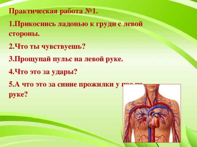 Практическая работа №1. 1.Прикоснись ладонью к груди с левой стороны. 2.Что ты чувствуешь? 3.Прощупай пульс на левой руке. 4.Что это за удары? 5.А что это за синие прожилки у нас на руке?