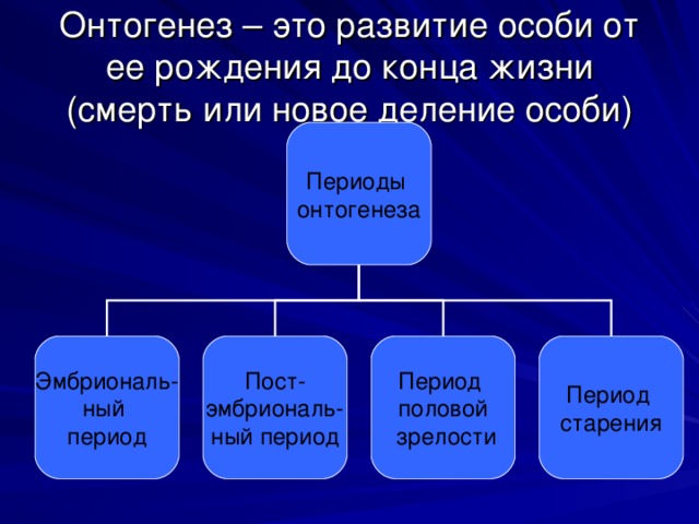 Онтогенез – это развитие особи от ее рождения до конца жизни (смерть или новое деление особи) Периоды онтогенеза Эмбриональ- ный период Пост- эмбриональ- ный период Период половой  зрелости Период старения