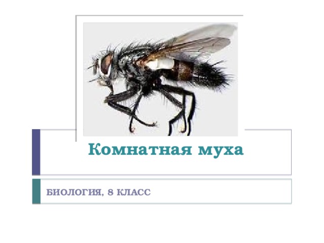 Комнатная муха Биология, 8 класс