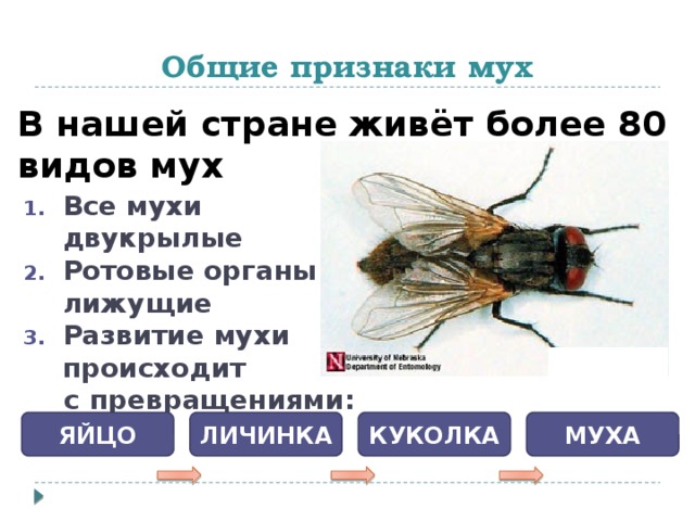 Общие признаки мух В нашей стране живёт более 80 видов мух Все мухи двукрылые Ротовые органы лижущие Развитие мухи происходит с превращениями:   ЯЙЦО ЛИЧИНКА КУКОЛКА МУХА