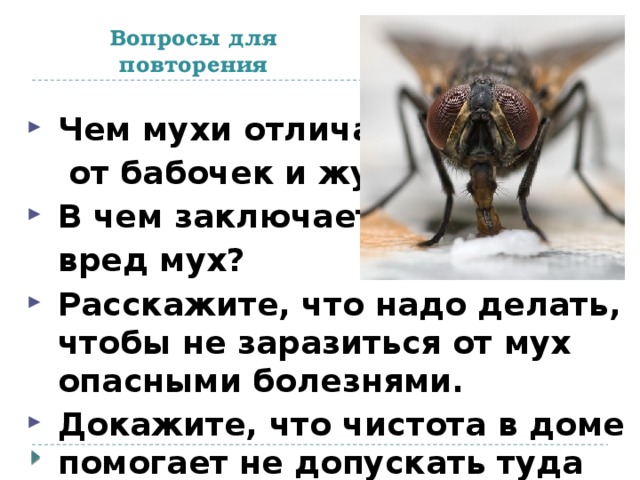 Вопросы для повторения Чем мухи отличаются  от бабочек и жуков; В чем заключается вред мух?