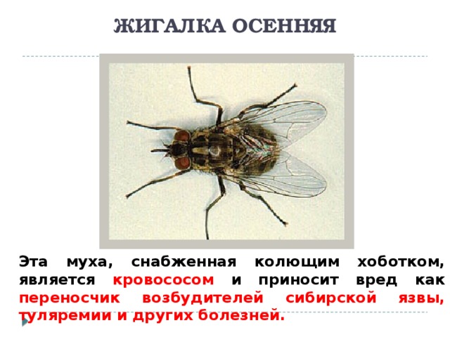 ЖИГАЛКА ОСЕННЯЯ Эта муха, снабженная колющим хоботком, является кровососом и приносит вред как переносчик возбудителей сибирской язвы, туляремии и других болезней.