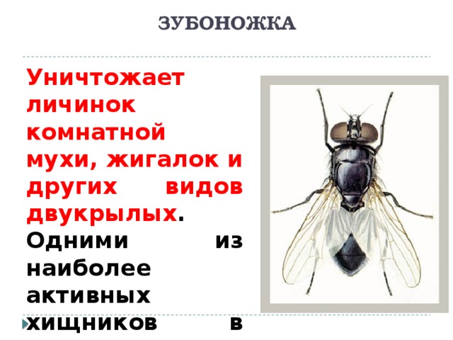 ЗУБОНОЖКА Уничтожает личинок комнатной мухи, жигалок и других видов двукрылых . Одними из наиболее активных хищников в навозе являются ее личинки.