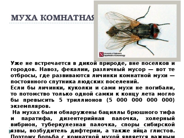 МУХА КОМНАТНАЯ Уже не встречается в дикой природе, вне поселков и городов. Навоз, фекалии, различный мусор — вот те отбросы, где развиваются личинки комнатной мухи — постоянного спутника людских поселений. Если бы личинки, куколки и сами мухи не погибали, то потомство только одной самки к концу лета могло бы превысить 5 триллионов (5 000 000 000 000) экземпляров.  На мухах были обнаружены бациллы брюшного тифа и паратифа, дизентерийная палочка, холерный вибрион, туберкулезная палочка, споры сибирской язвы, возбудитель дифтерии, а также яйца глистов. Поэтому борьба с комнатной мухой является важным звеном в общей системе борьбы с болезнями человека.