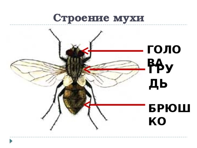 Строение мухи ГОЛОВА ГРУДЬ БРЮШКО