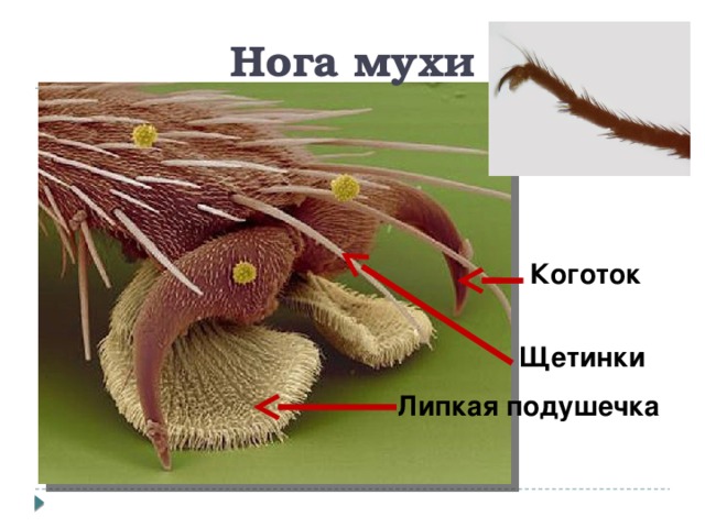 Нога мухи Коготок Щетинки Липкая подушечка