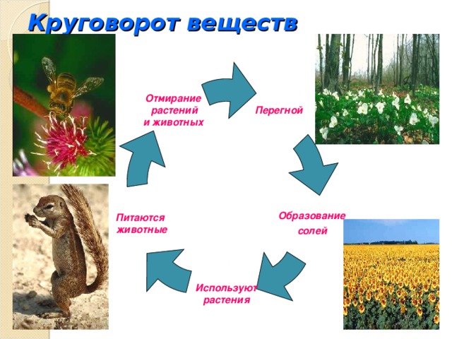 Круговорот веществ Перегной Отмирание  растений  и животных Образование  солей  Питаются  животные Используют  растения