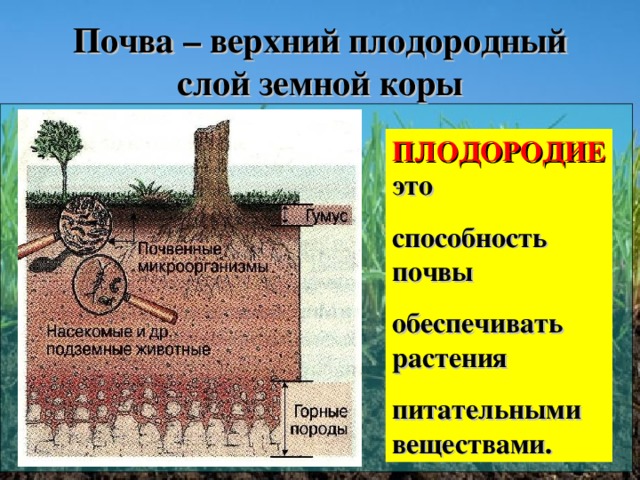 Почва – верхний плодородный слой земной коры ПЛОДОРОДИЕ это способность почвы обеспечивать растения питательными веществами.