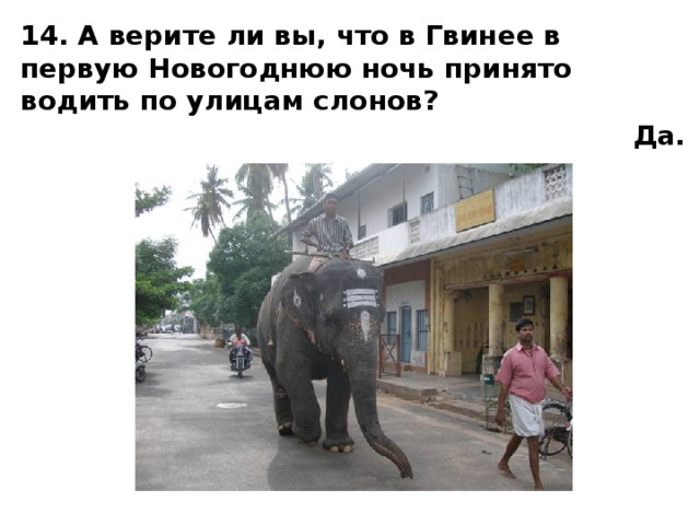14. А верите ли вы, что в Гвинее в первую Новогоднюю ночь принято водить по улицам слонов? Да.