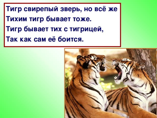 Тигр свирепый зверь, но всё же Тихим тигр бывает тоже. Тигр бывает тих с тигрицей, Так как сам её боится.