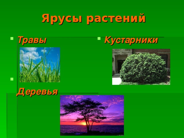 Растения твоего края. Ярусы травянистых растений. Ярус трав и маленьких кустарников. Ярус трав и маленьких кустарников это растения.