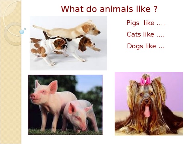 What do animals like ? Pigs like …. Cats like …. Dogs like …